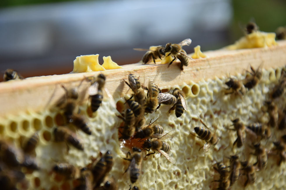 Miniaturbild: Bienenzauber Waldhonig