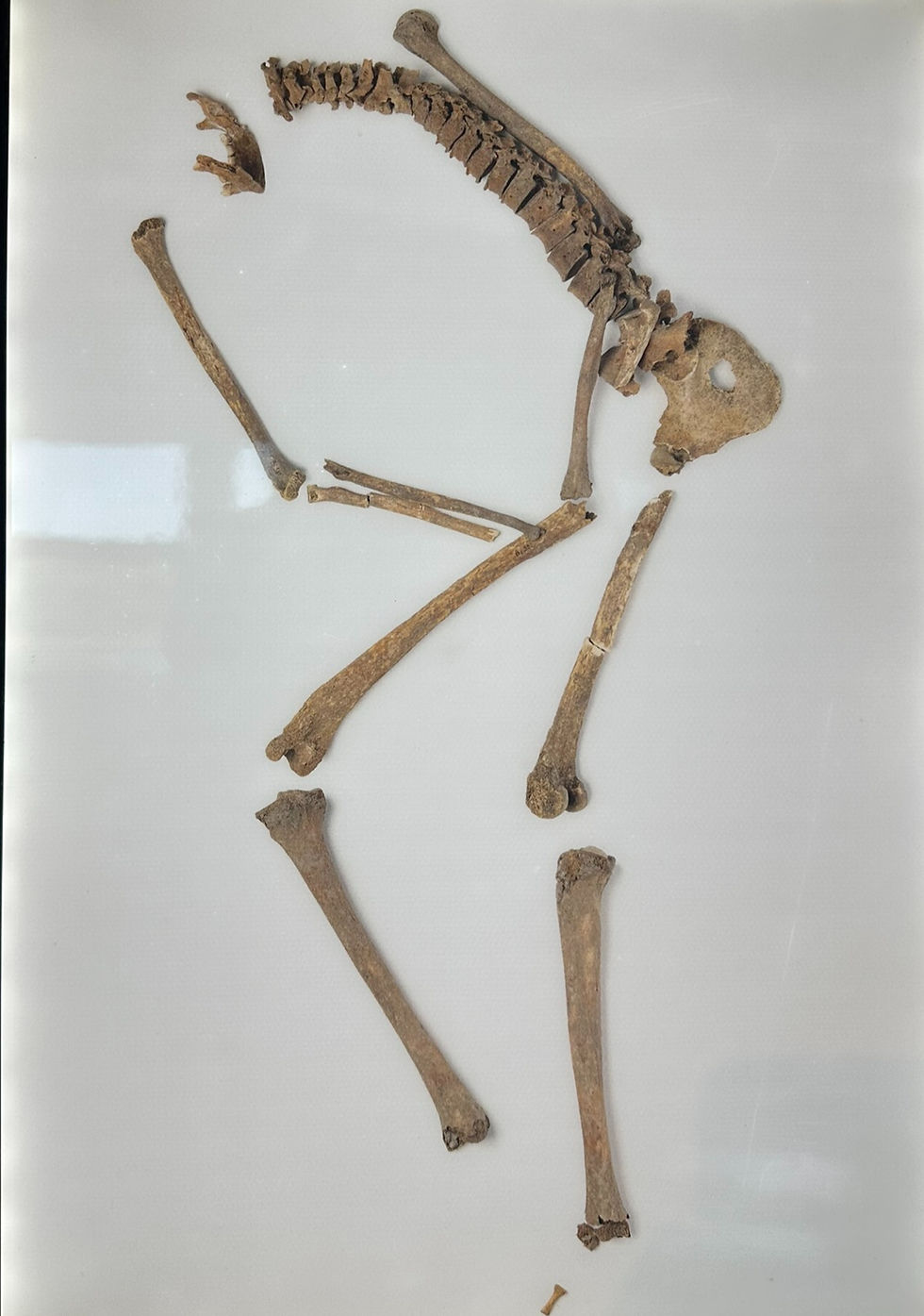 The Female Warrior Skeleton