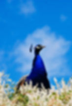 Peacock (Dordogne)