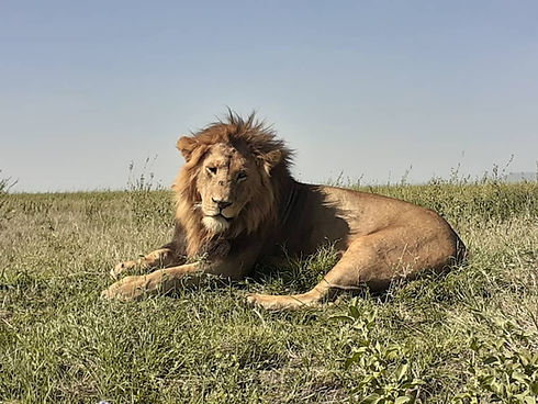 Lion