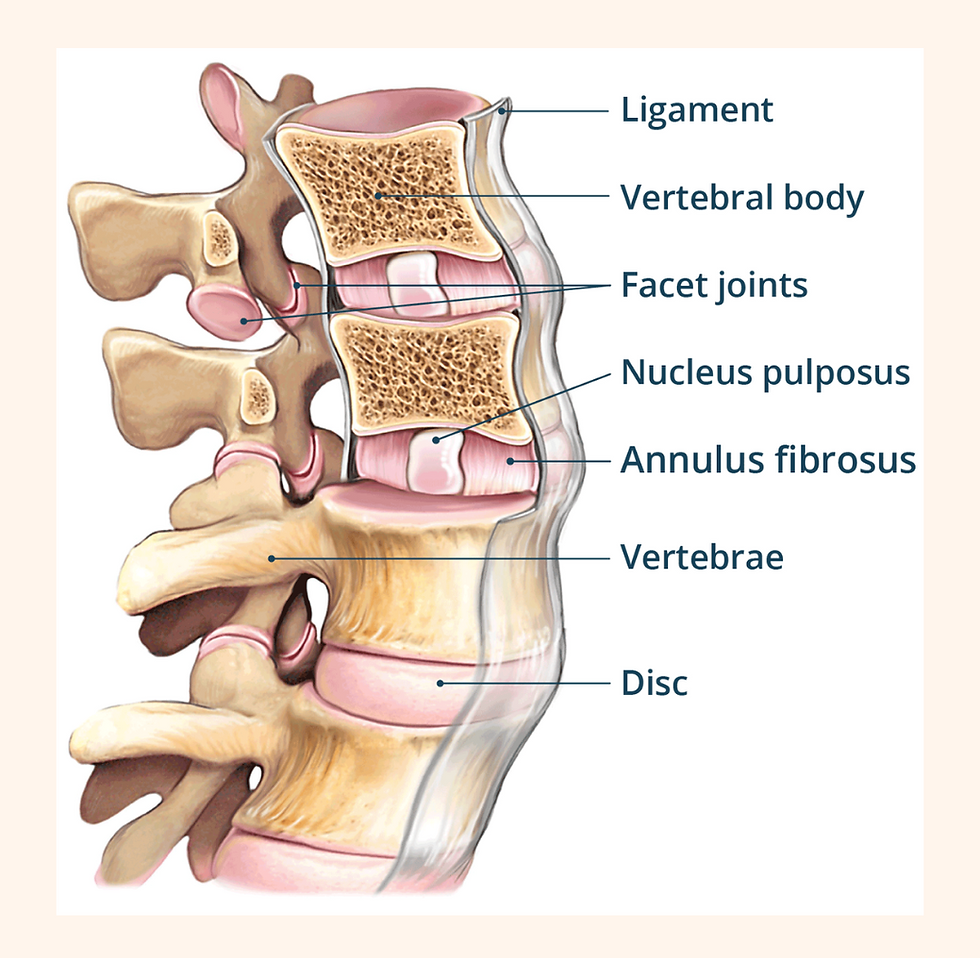 What is low back pain?