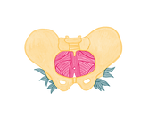 pelvis_edited.png