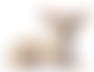 CHIHUAHUA (DE PELO SUAVE)