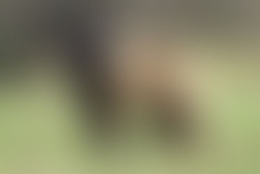 PERRO SERRA DA ESTRELA