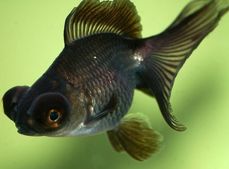 Pez telescopio negro