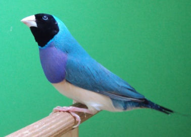 ree