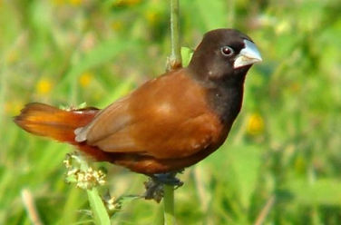 Capuchino de cabeza negra