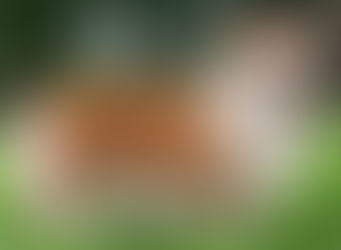 CORGI GALÉS DE PEMBROKE