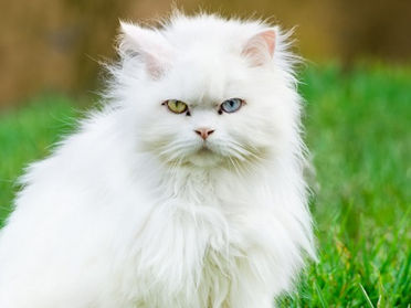 ANGORA TURCO