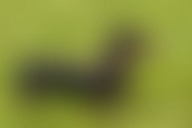 PERRO SALCHICHA TECKEL (MINIATURA DE PELO LISO)