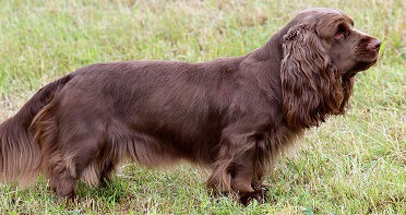 SUSSEX SPANIEL