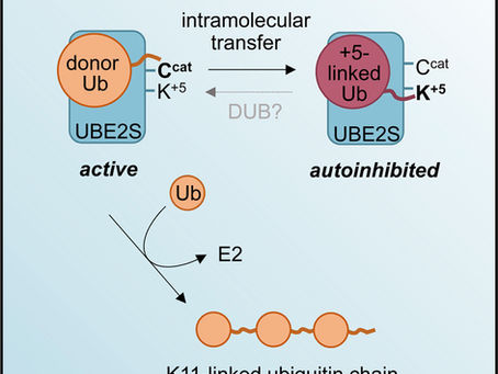 Autoinhibition Mechanism of the Ubiquitin-Conjugating Enzyme UBE2S by Autoubiquitination.