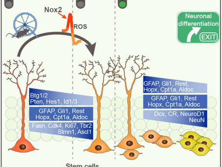 Another pre-print online: Redox potential defines functional states of adult hippocampal stem cells