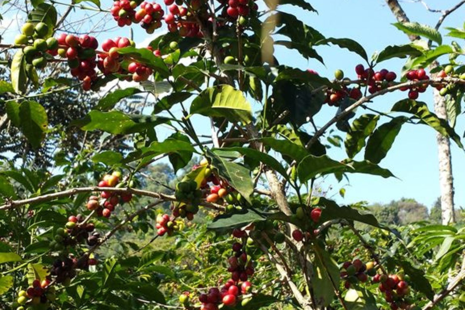 Ethiopia