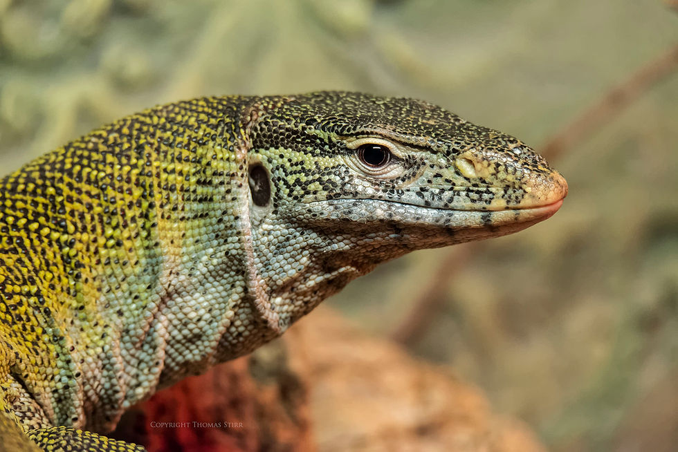 Thumbnail: Sigma 150-600mm 5-6.3 Contemporary DG OS HSM Lens for Canon