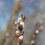 Thumbnail: Canon EF-S 18-55mm f/3.5-5.6 IS STM