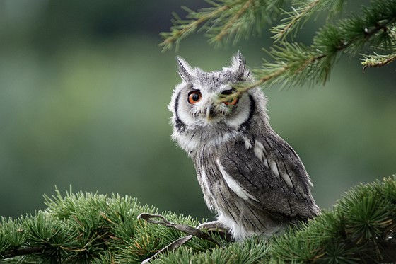 الصورة المصغرة: NIKKOR 70-300mm f/4-5.6G  AF-S VR