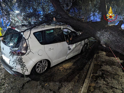 Prato: Grosso pino travolge un auto ma l'occupante ne esce fortunatamente illeso.