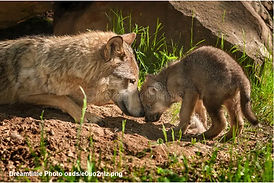 Screenshot 2023-11-22 at 18-49-27 89 172 Wolf Stock Photos - Free & Royalty-Free Stock Pho