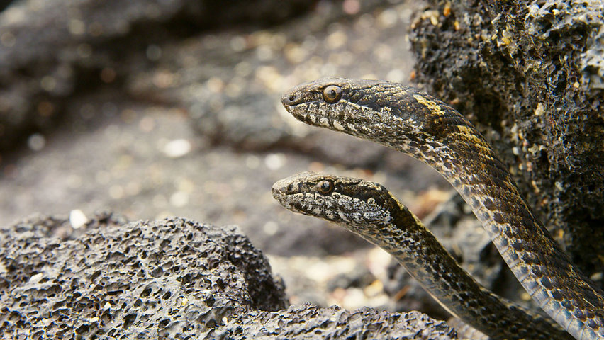 Racer Snakes