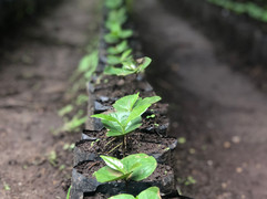 Farm to cup. For real.