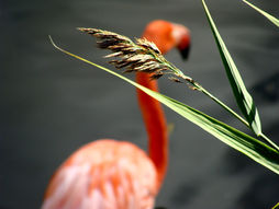 Flamant flou derrière l'herbe