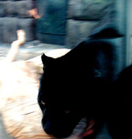 GZ2010 - 6.jpeg