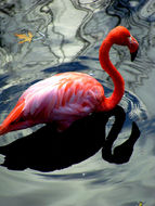 Beau flamant rose dans l'eau