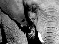 Éléphant noir et blanc