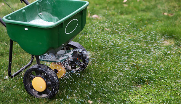 overseeding yourlawn Alton