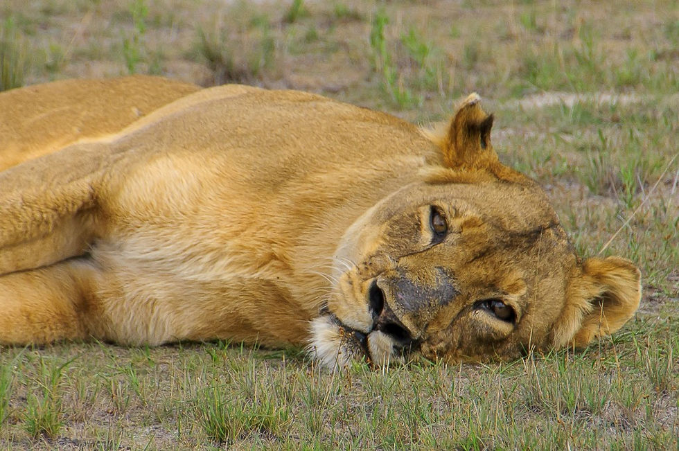 Photo credits: Jon Walker, taken of Lady Liuwa in November 2012. Published on LionVoice.org, April 22, 2013.