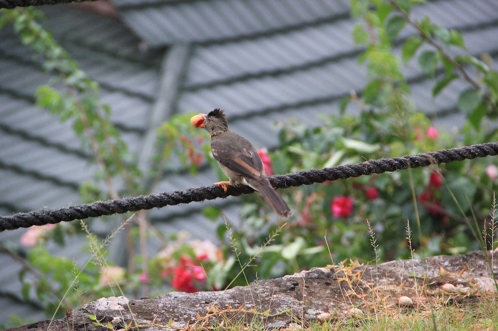 Seychelles bulbul