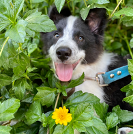 Panda Wipets dog