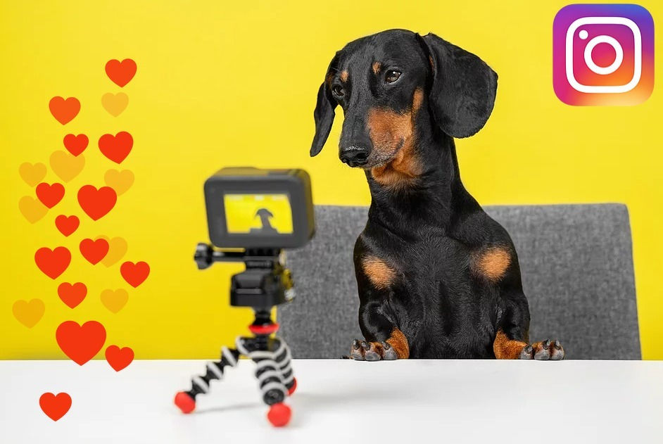 Your Dog Can Be Instagram Famous 5 Tips to Get You Started