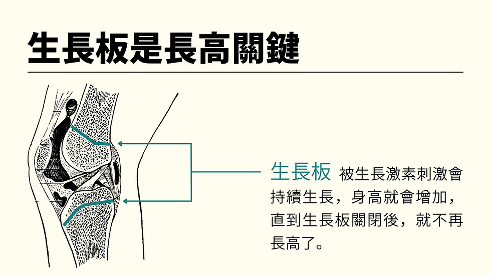 生長板是長高關鍵