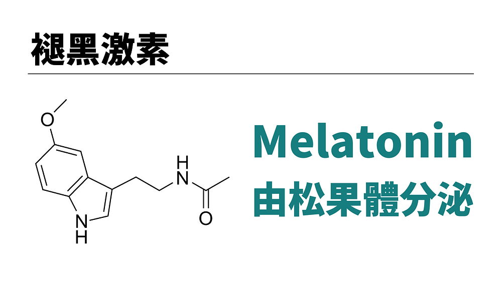 松果體分泌的褪黑激素與預防失智症有關聯