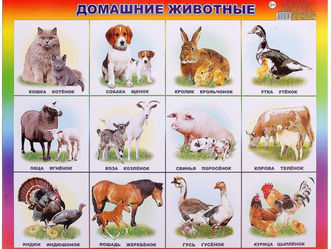 C 14 по 18 января тема недели "Домашние животные и их детеныши"