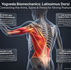 Medical 3D infographic illustrating Latissimus Dorsi Biomechanics, humerus insertion, rib flare prevention, thoracolumbar fascia, and yoga anatomy.