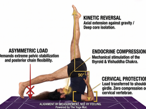 Biomechanische Infografik Yogveda Yoga Bern: Klinische Ausrichtung, asymmetrische Last und Schutz der Halswirbelsäule in Eka Pada Sarvangasana.