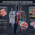 The Physiology of Srotāṃsi (Part 1): The Human Body’s Internal Transport Networks