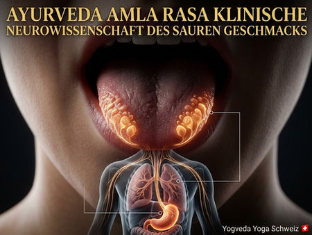 Medizinische 3D-Illustration der Zungenanatomie mit leuchtenden Geschmacksknospen für Amla Rasa an den vorderen Seitenrändern und Nervenverbindungen zu Magen und Lunge.