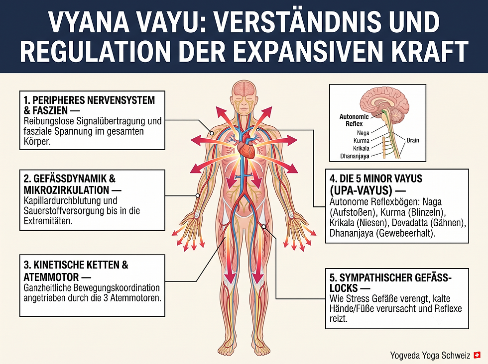 Eine klinische anatomische Lehrtafel zum Thema Vyana Vayu: Verständnis und Regulation der expansiven Körperkraft, mit detaillierter Darstellung des peripheren Nervensystems, des Fasziennetzwerks und der 5 Upa-Vayus gemäß der Yogveda Biomechanik.