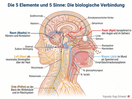 Medizinische Illustration der 5 Elemente und 5 Sinne im menschlichen Nervensystem, Yoga Anatomie.