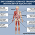 A highly detailed, professional blue-and-white medical infographic mapping the 35-day sequential transformation of food into the seven Sapta Dhatus. Yogveda Yoga Switzerland.