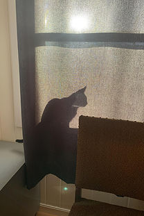 Shadow of a cat seen through a screen