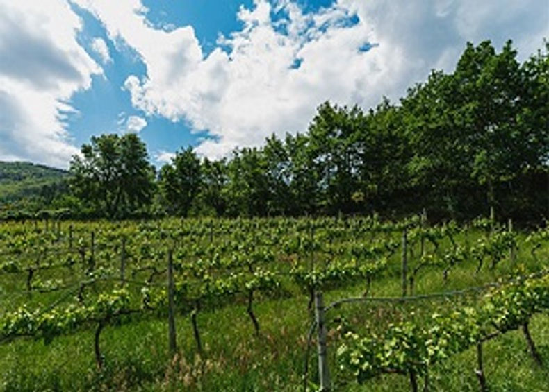 CASA DO ARRABALDE.jpg