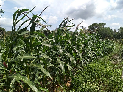 Demo maize with Bayer EA_edited.jpg