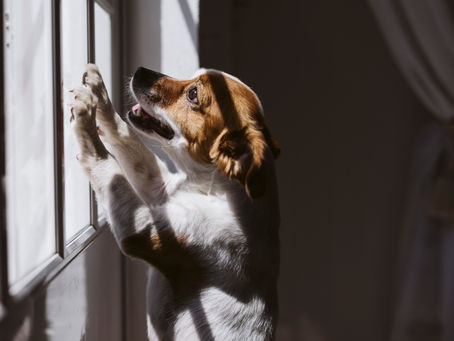 Every dog should be Yappy!