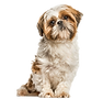 dog groomer blackpool dog groomed