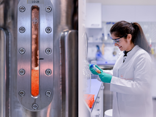 Study: Alternative proteins could generate €65bn and 250,000 jobs for Germany by 2045